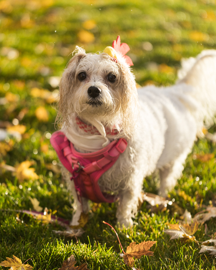 View Start Line in new tab