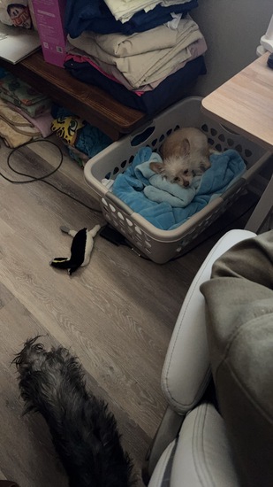 View Gabriel D1 in new tab