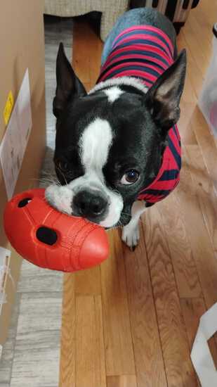 View Alice in new tab