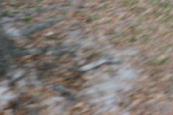 View Race Photos 2026 in new tab