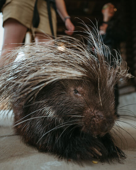 View Animal Ambassadors in new tab
