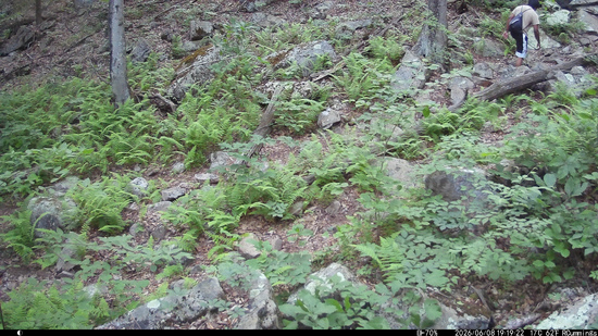 View Fire Tower Trail Camera in new tab