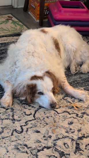 View 5K BITC Finish Line in new tab