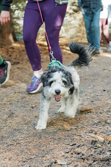 View 5K Race, Costumes, Pups and more... in new tab