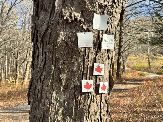 View Virtual Photos in new tab