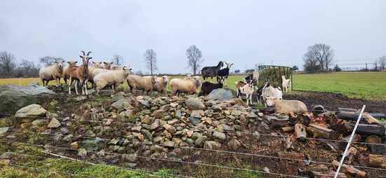 View 2025 Turkey Can Can in new tab