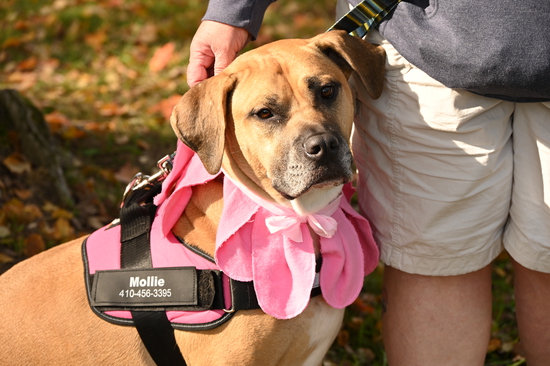 View Doggie Dash in new tab