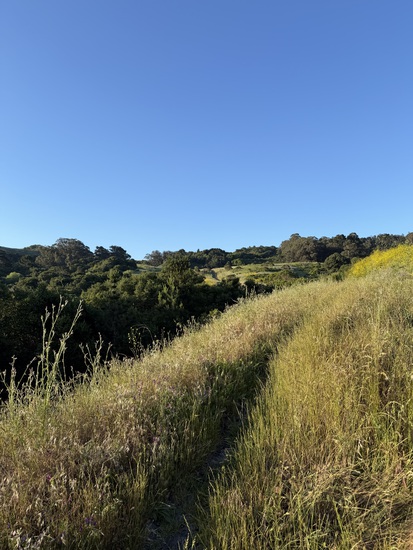 View start line and on course in new tab