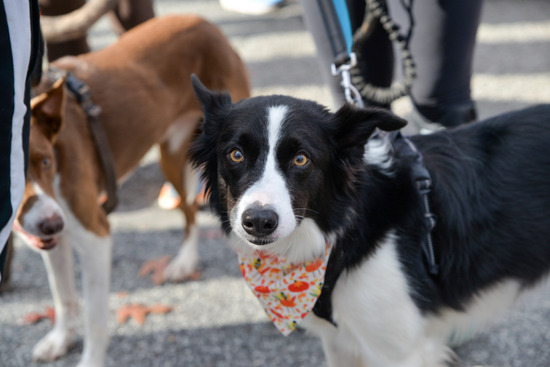 View Pooch Parade in new tab