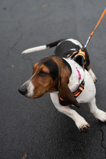 View Dog Walk in new tab