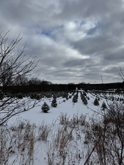 View photos in new tab