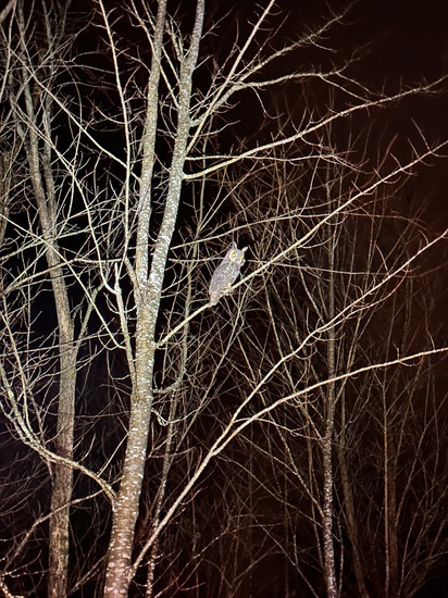 View photos in new tab