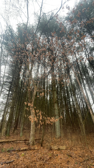 View photos in new tab