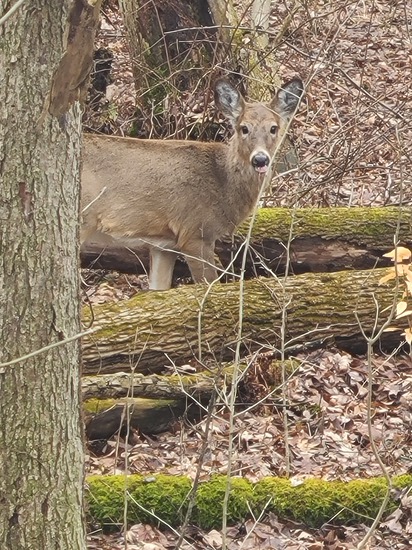 View photos in new tab