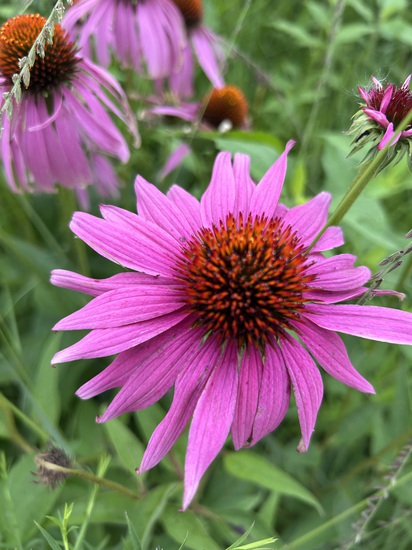 Participant Upload Image
