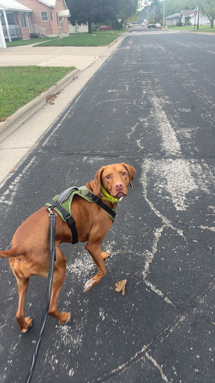 View photos in new tab