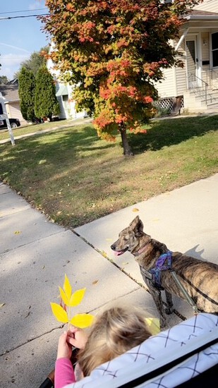 View photos in new tab