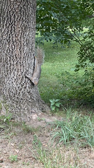 View photos in new tab