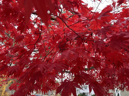 View photos in new tab