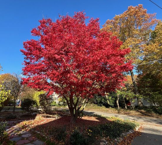 View photos in new tab