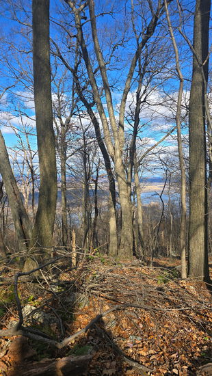 View photos in new tab