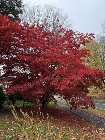 View photos in new tab