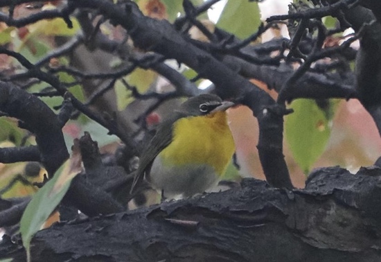 View photos in new tab